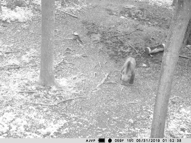 Camera vanatoare PNI Hunting 400C 12MP cu Internet 4G LTE, GPS, transmite simultan video si foto pe telefon, 4 email-uri, FTP, full HD 1080P, Night Vision, 57 LED-uri invizibile pentru animale