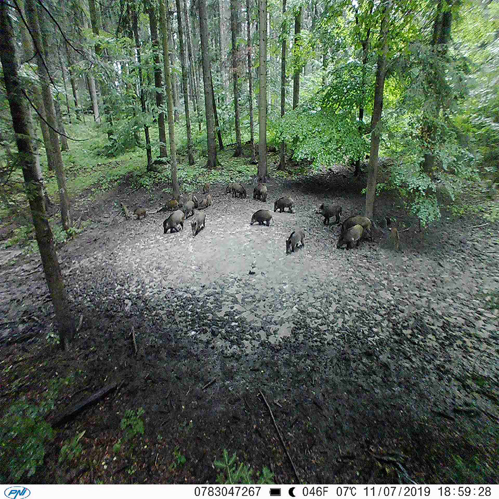 Camera vanatoare PNI Hunting 350C 12MP cu Internet 3G, SMS, transmite foto la miscare pe telefon, email, FTP, full HD 1080P, Night Vision, 58 leduri invizibile pentru animale