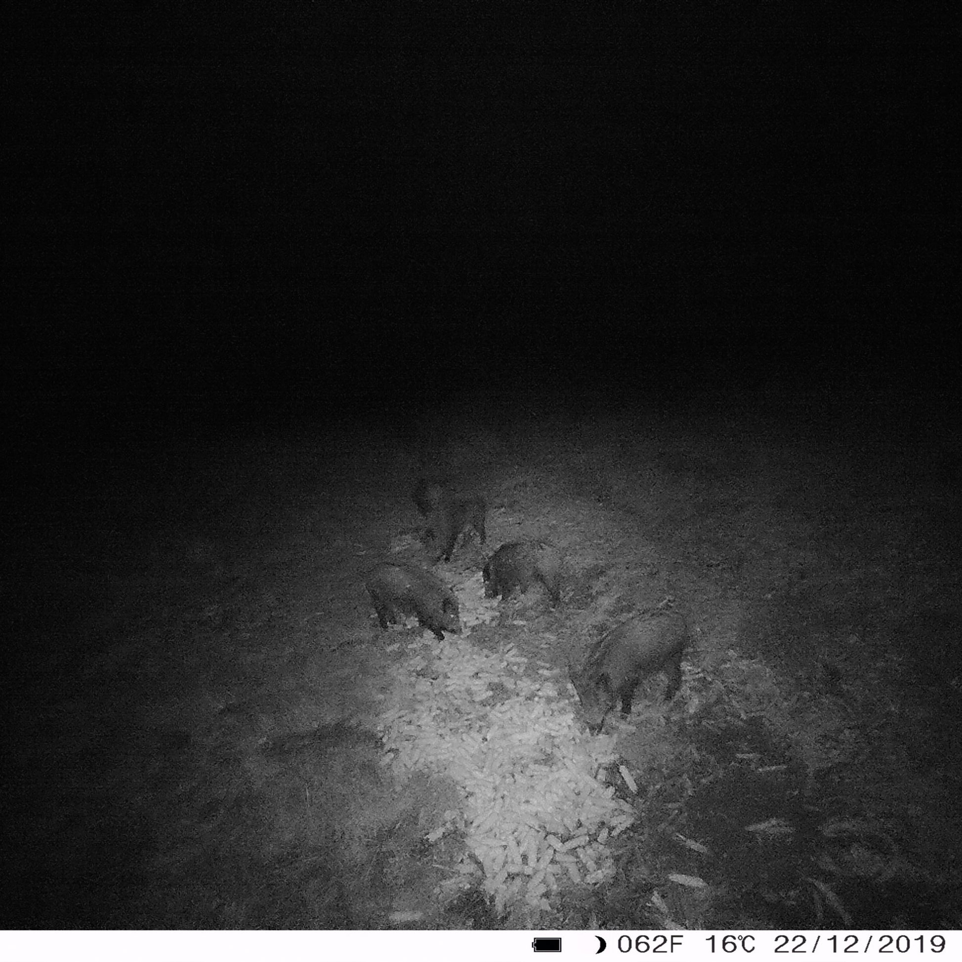 Camera vanatoare PNI Hunting 400C 12MP cu Internet 4G LTE, GPS, transmite simultan video si foto pe telefon, 4 email-uri, FTP, full HD 1080P, Night Vision, 57 LED-uri invizibile pentru animale