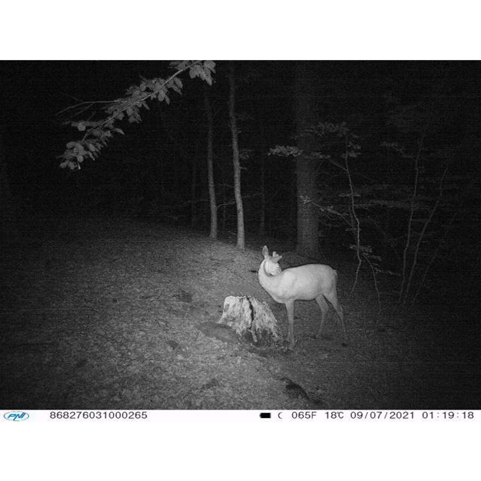 Camera vanatoare PNI Hunting 400C 12MP cu Internet 4G LTE, GPS, transmite simultan video si foto pe telefon, 4 email-uri, FTP, full HD 1080P, Night Vision, 57 LED-uri invizibile pentru animale