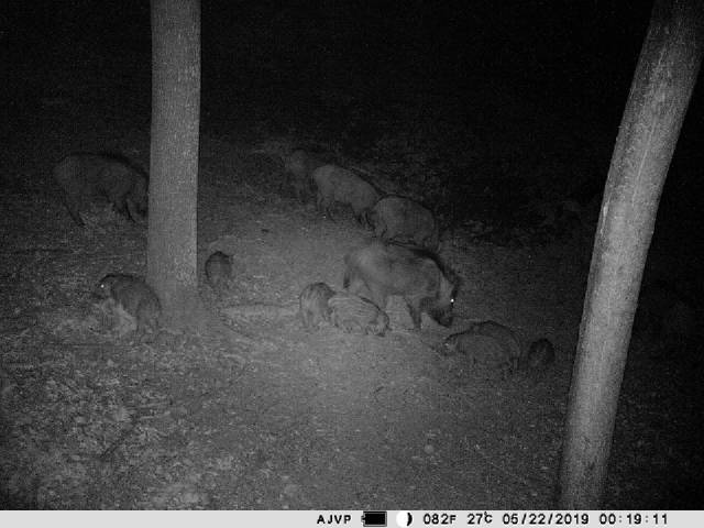 Camera vanatoare PNI Hunting 400C 12MP cu Internet 4G LTE, GPS, transmite simultan video si foto pe telefon, 4 email-uri, FTP, full HD 1080P, Night Vision, 57 LED-uri invizibile pentru animale