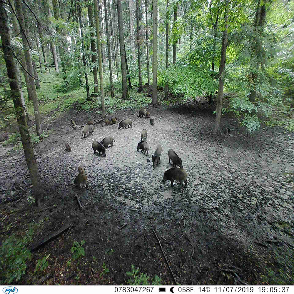 Camera vanatoare PNI Hunting 350C 12MP cu Internet 3G, SMS, transmite foto la miscare pe telefon, email, FTP, full HD 1080P, Night Vision, 58 leduri invizibile pentru animale