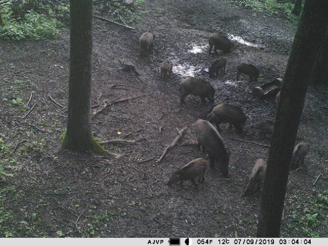 Camera vanatoare PNI Hunting 400C 12MP cu Internet 4G LTE, GPS, transmite simultan video si foto pe telefon, 4 email-uri, FTP, full HD 1080P, Night Vision, 57 LED-uri invizibile pentru animale