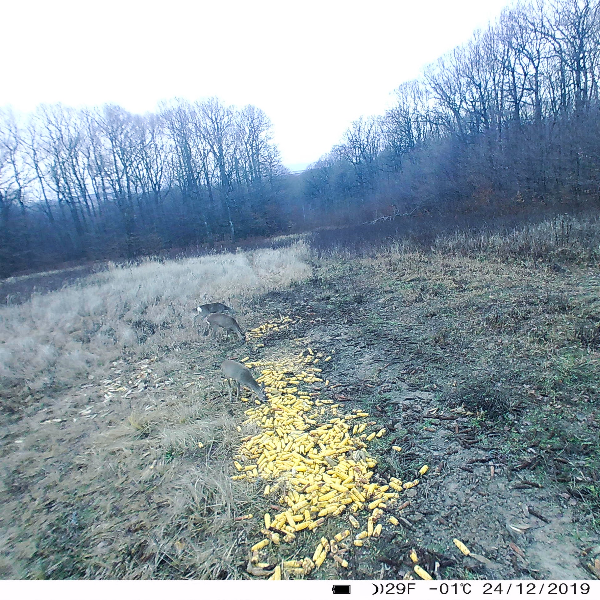 Camera vanatoare PNI Hunting 400C 12MP cu Internet 4G LTE, GPS, transmite simultan video si foto pe telefon, 4 email-uri, FTP, full HD 1080P, Night Vision, 57 LED-uri invizibile pentru animale