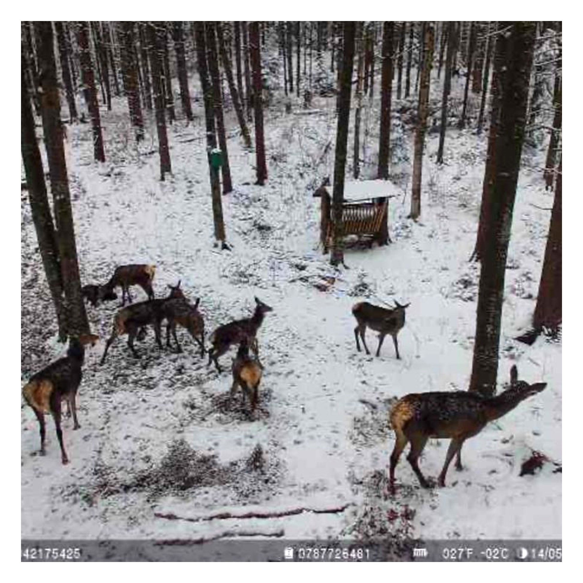 Camera de supraveghere video camuflaj PNI Hunting 751 PRO, 16MP, 4G LTE, GPS, Night Vision, Acumulator, Panou solar, LED-uri invizibile pentru animale, IP66